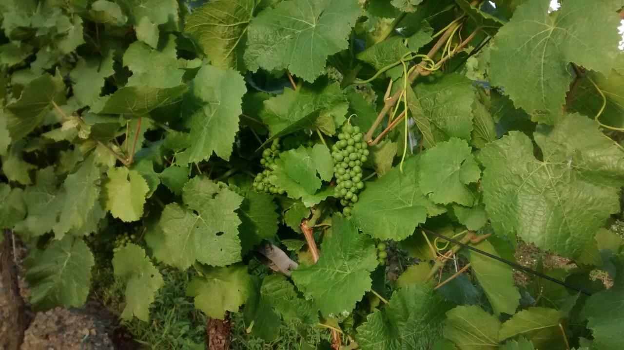 恩克里克Weingut Sauer-Kettermann别墅 外观 照片